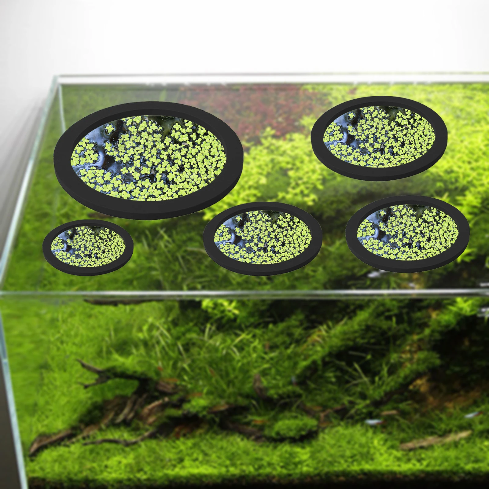 5Pcs EVA Fish Feeding Ring Aqu - огляд і ціна Aquarium Fish In Pond